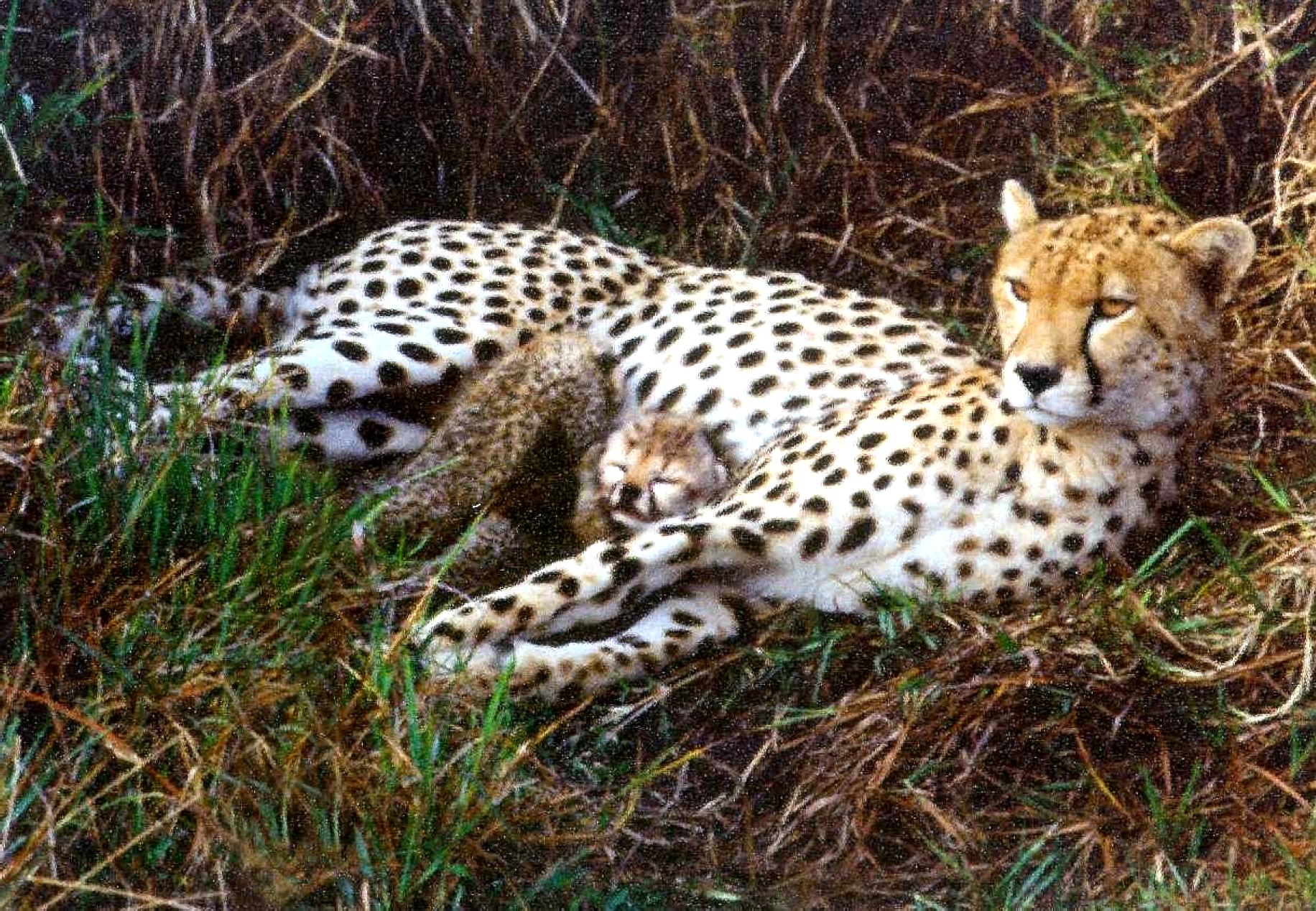 diferencia entre leopardo y guepardo