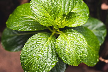 diferencia entre hierbabuena y menta