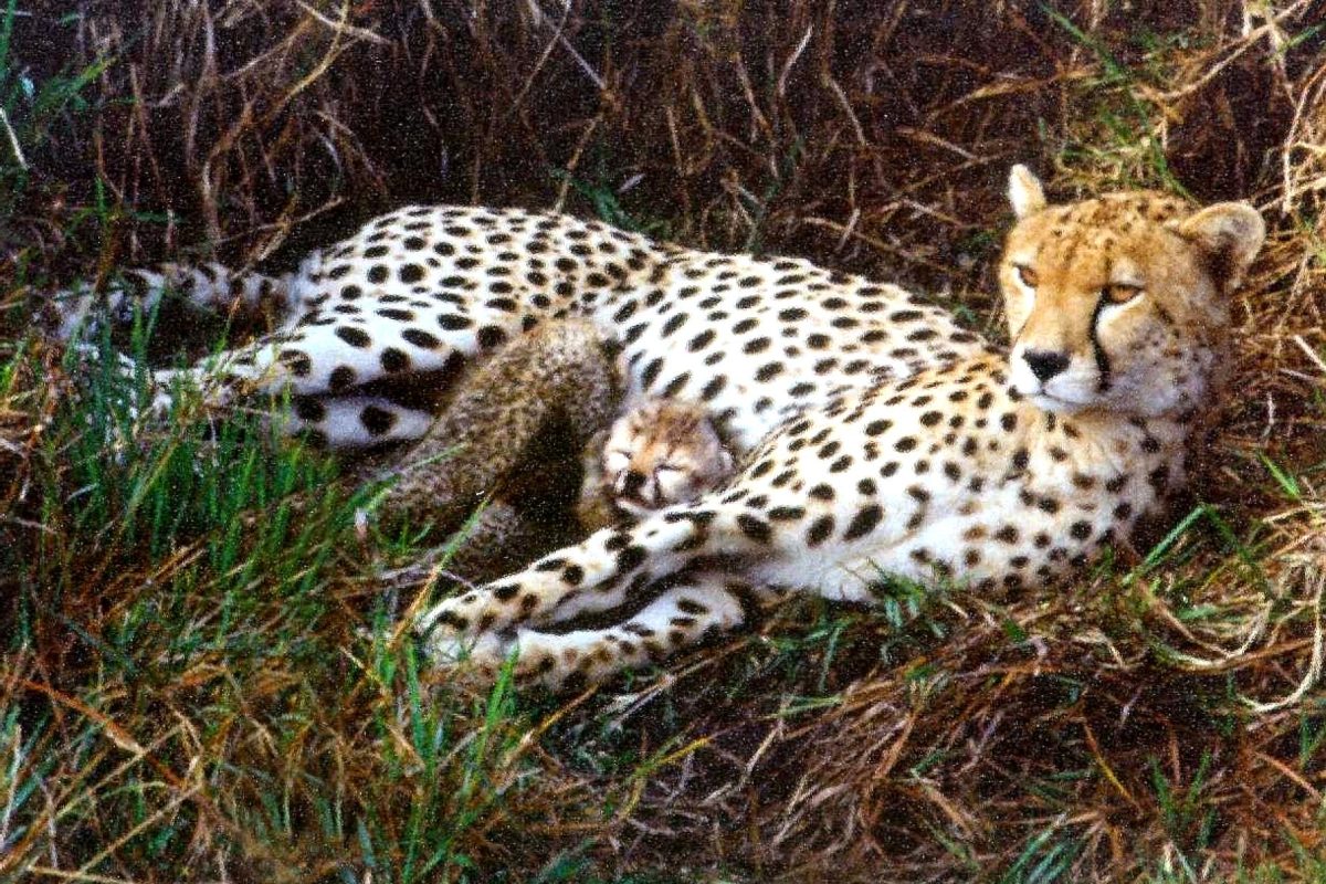 diferencia entre leopardo y guepardo